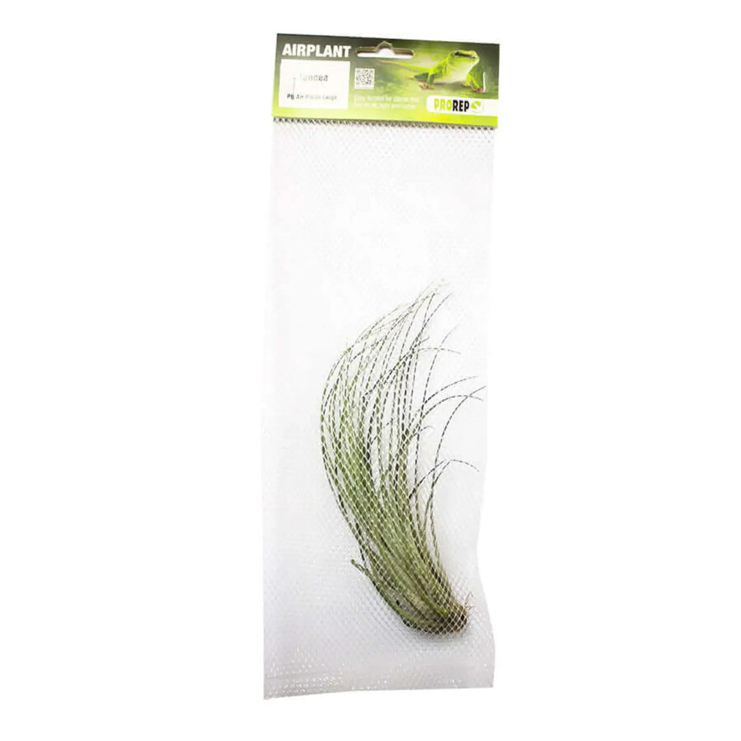 Buy Airplant - Tillandsia juncea (PPA035) Online at £6.99 from Reptile Centre