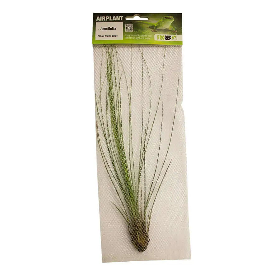 Buy Airplant - Tillandsia juncifolia online