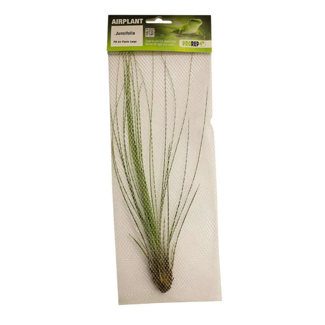 Buy Airplant - Tillandsia juncifolia (PPA040) Online at £6.99 from Reptile Centre