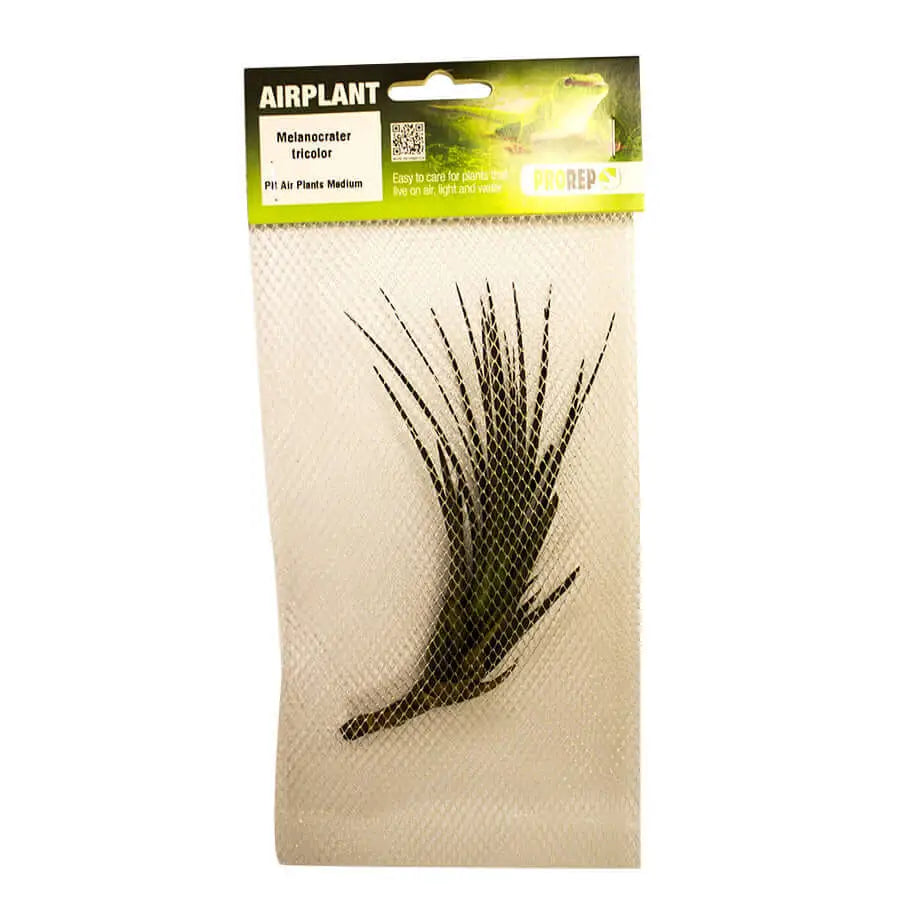 Buy Airplant - Tillandsia tricolor var. melanocrater online