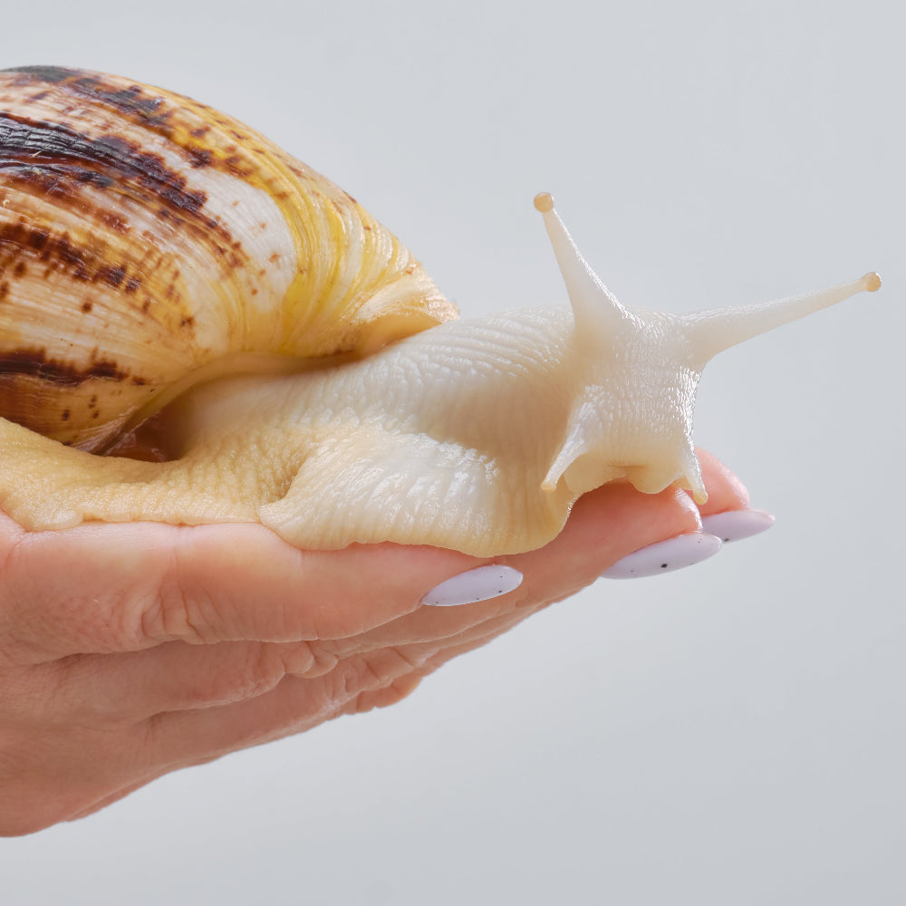 An albino African land snail in being held up against a pale grey background.