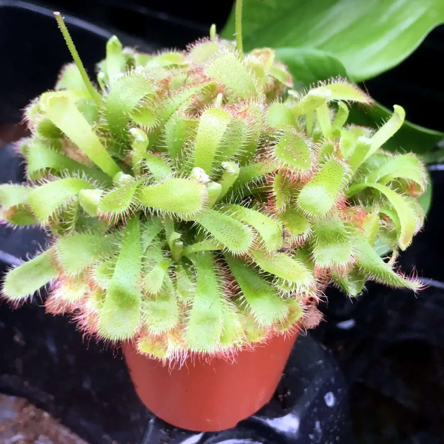 Buy Alice Sundew (Drosera aliciae) (PPL403) Online at £8.54 from Reptile Centre