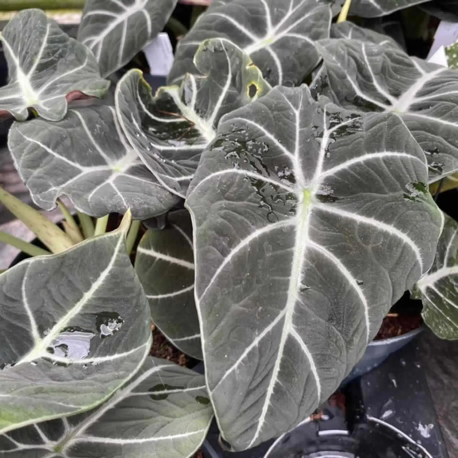 Buy Alocasia 'Black Velvet' (PPL515L) Online at £18.04 from Reptile Centre