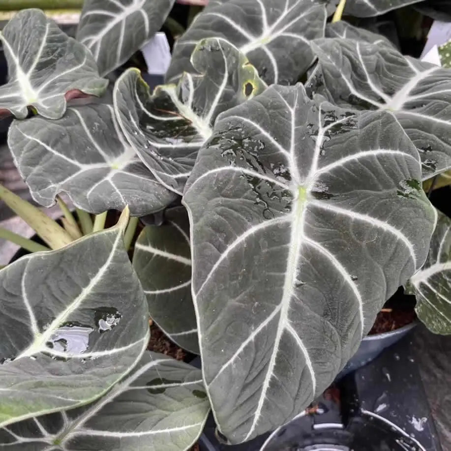 Buy Alocasia 'Black Velvet' online