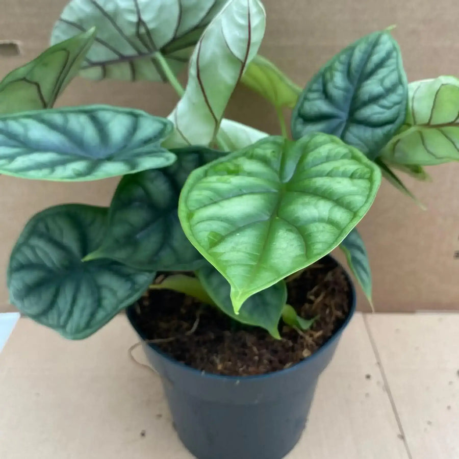 Alocasia 'Dragon Scale' (Alocasia sp.)