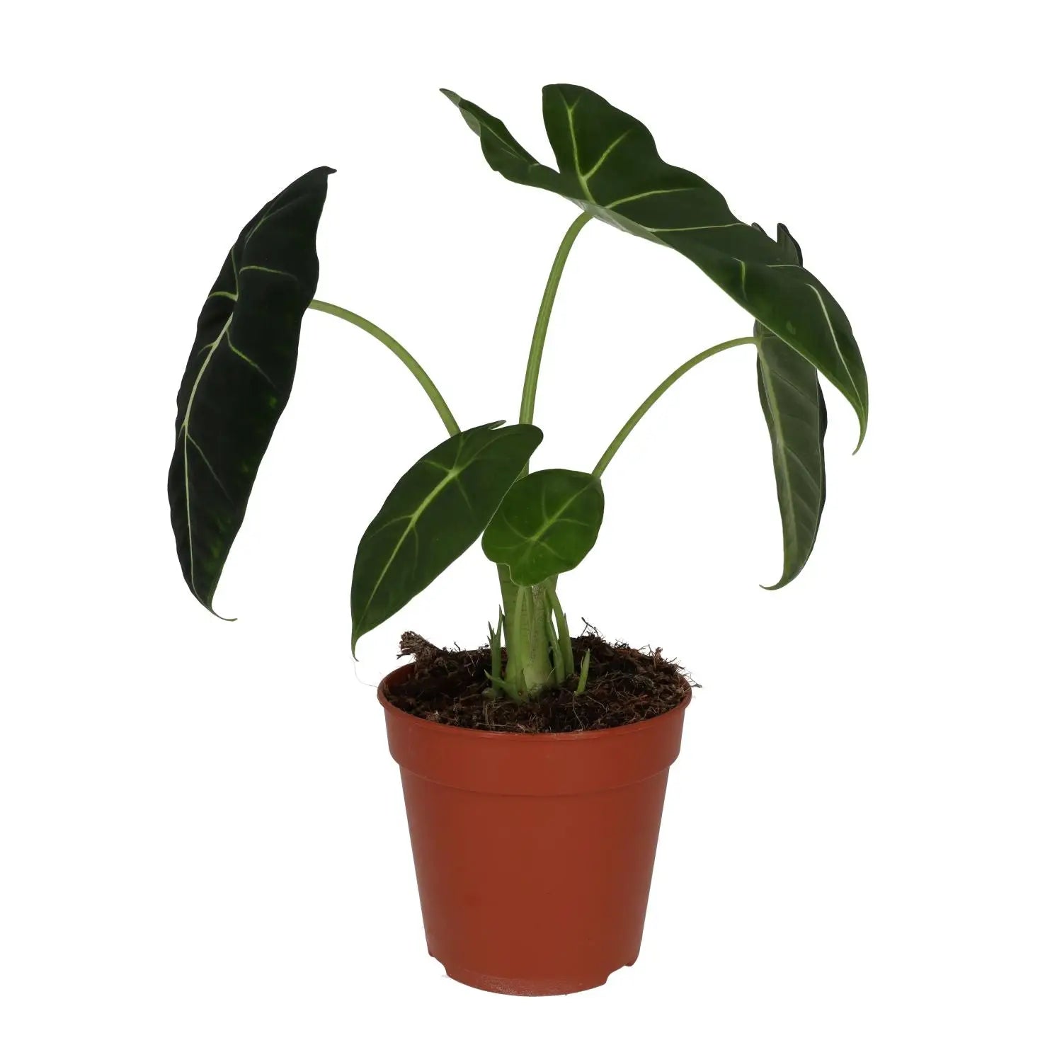 Buy Alocasia 'Frydek' (Alocasia micholitziana) online