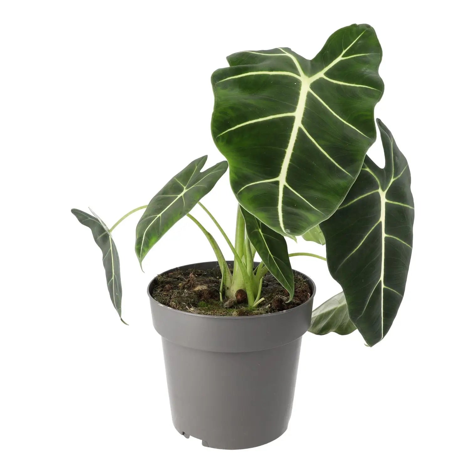 Buy Alocasia 'Frydek' (Alocasia micholitziana) online