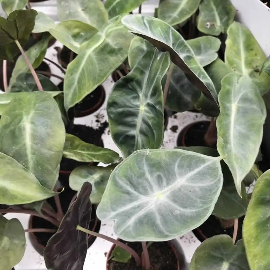 Buy Alocasia 'Purple Nights' online
