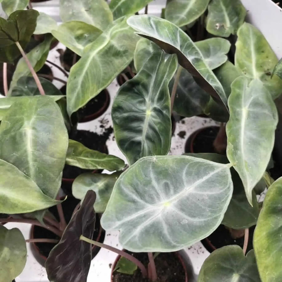 Buy Alocasia 'Purple Nights' (PPL499S) Online at £14.24 from Reptile Centre