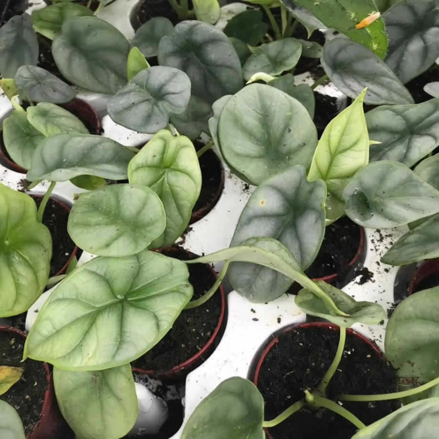 Buy Alocasia 'Silver Dragon' (PPL500S) Online at £18.04 from Reptile Centre