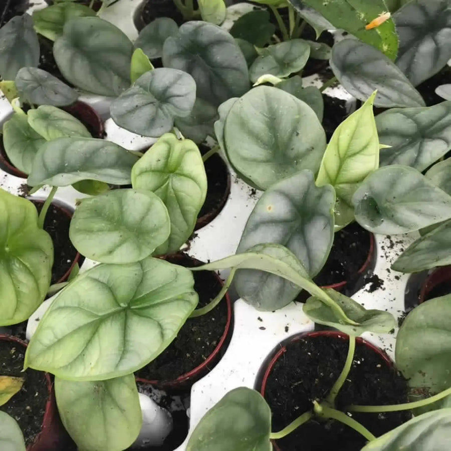 Buy Alocasia 'Silver Dragon' (PPL500S) Online at £18.04 from Reptile Centre