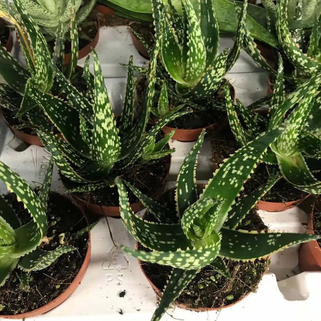 Buy Aloe &