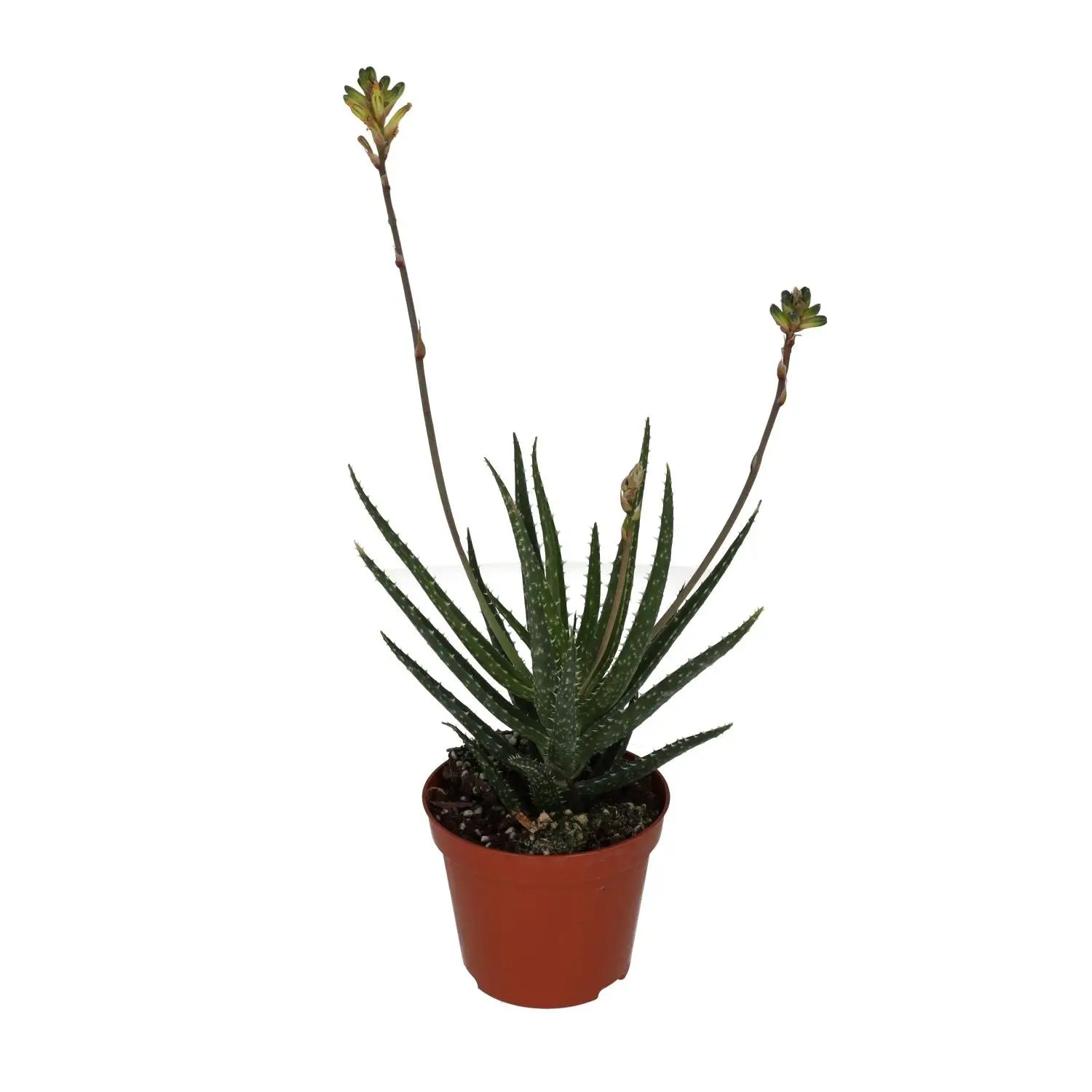 Buy Aloe Jaco online