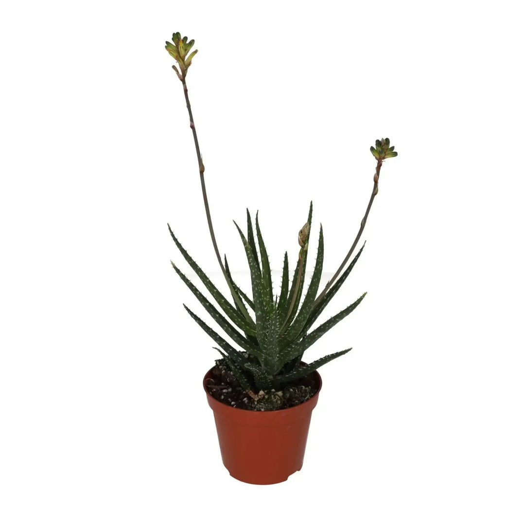 Aloe Jaco