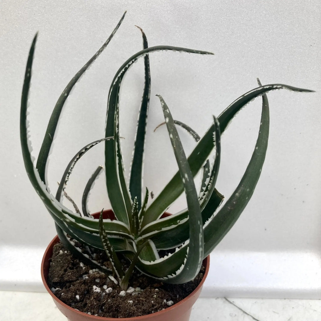 Buy Aloe Maido online