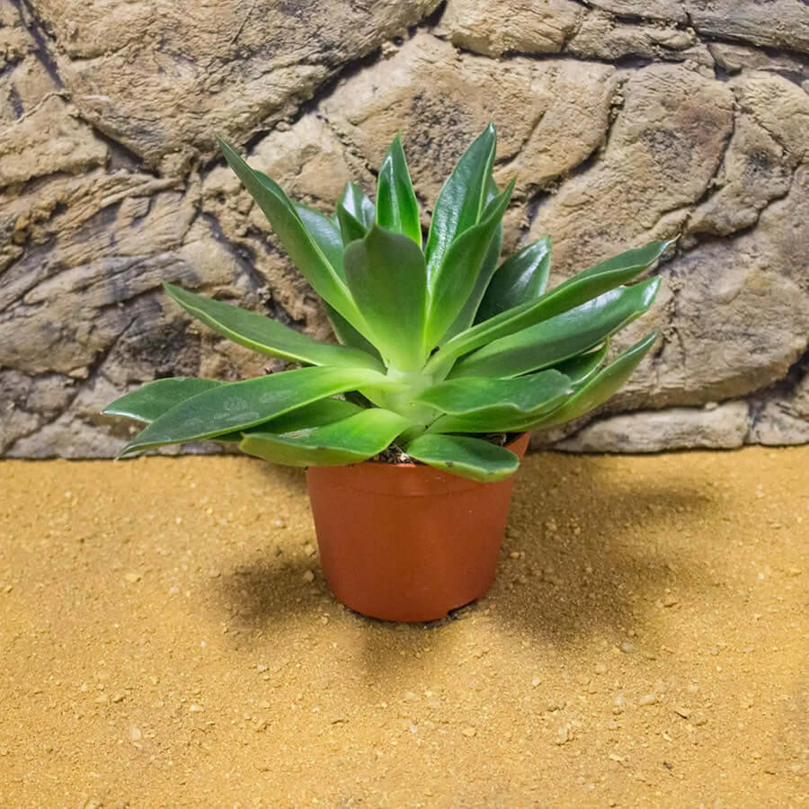 Buy Aloe reynoldsii (PPL004) Online at £3.79 from Reptile Centre
