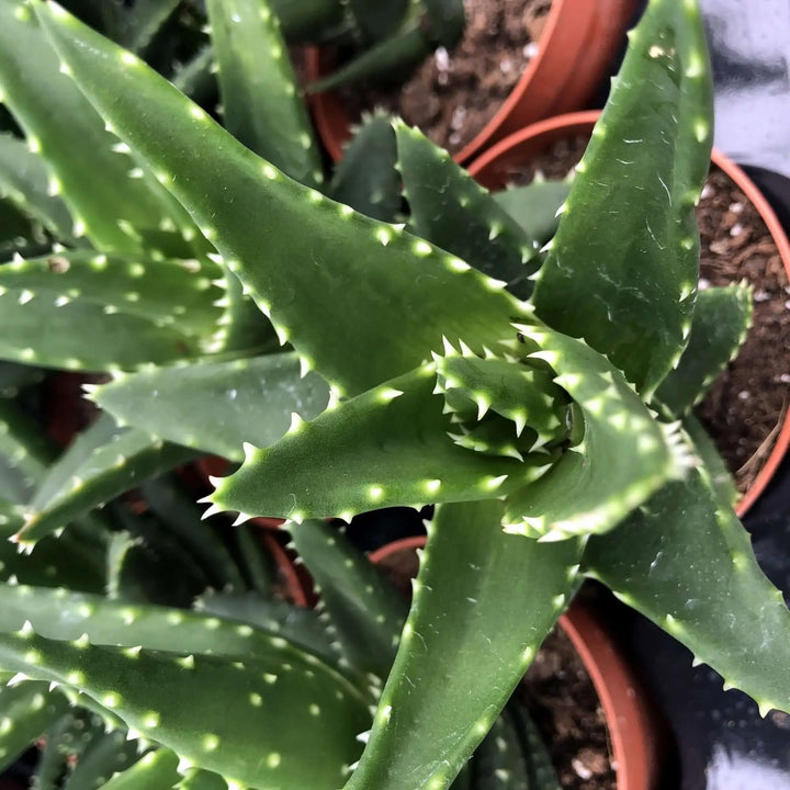 Buy Aloe squarrosa (PPL003) Online at £3.79 from Reptile Centre