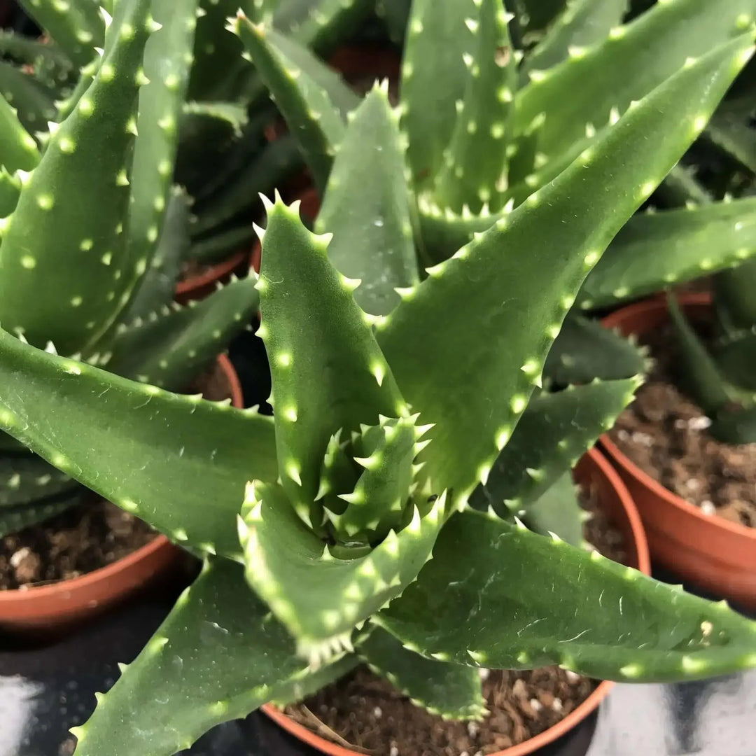 Buy Aloe squarrosa (PPL003S) Online at £3.79 from Reptile Centre