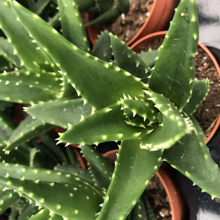 Buy Aloe squarrosa (PPL003S) Online at £3.79 from Reptile Centre