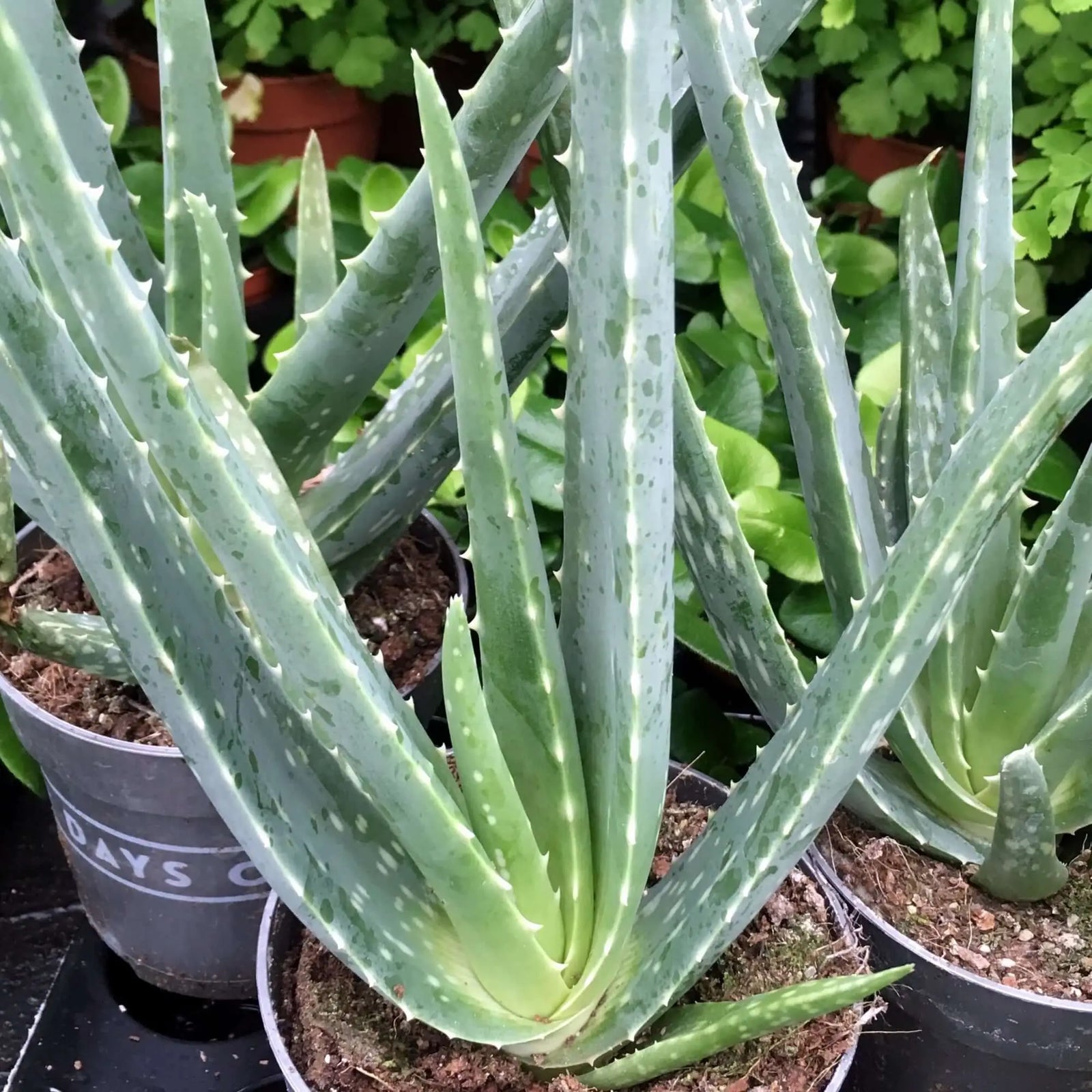 Buy Aloe vera online