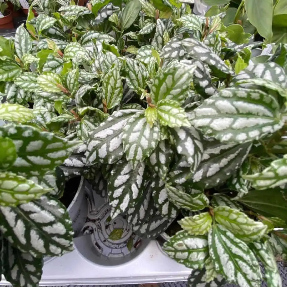 Buy Aluminium Plant (Pilea cadierei) online