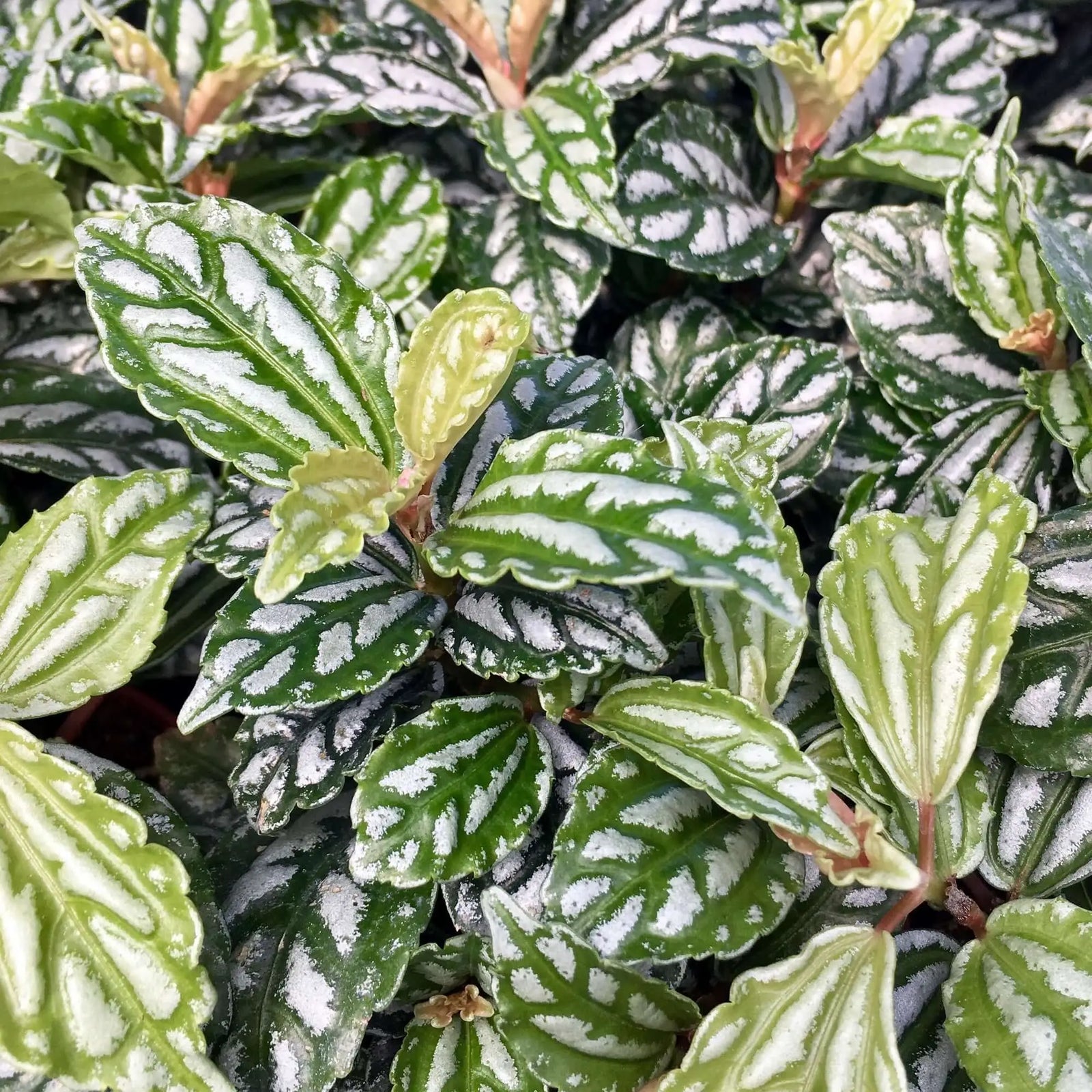 Buy Aluminium Plant (Pilea cadierei) online
