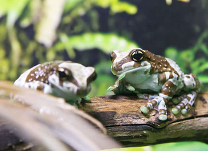 Amazon Milk Frog Setup