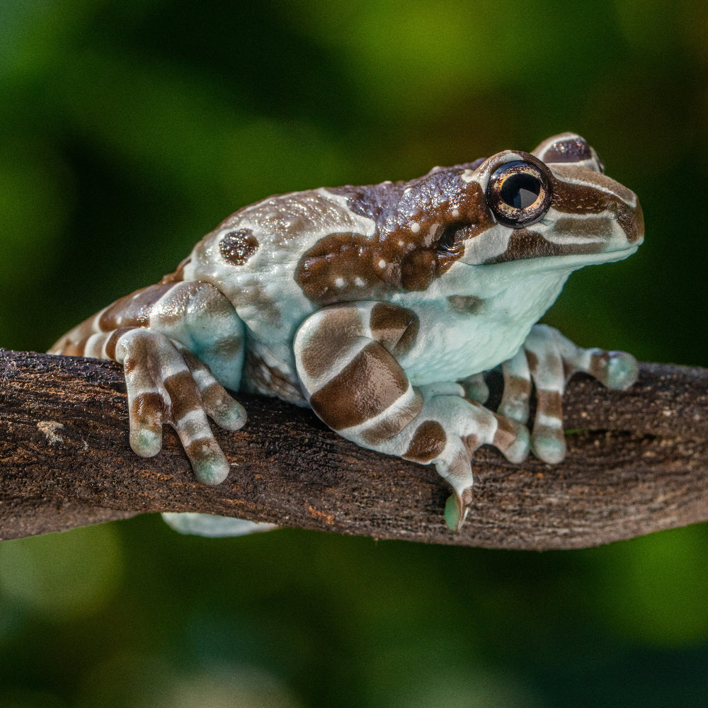 An Amazon Milk Frog, also known as a Brazilian Milk Frog or Mission Golden-eyed Tree Frog, resting on a liana branch and lit by the sun.