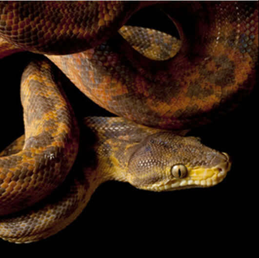 Amazon Tree Boa close up