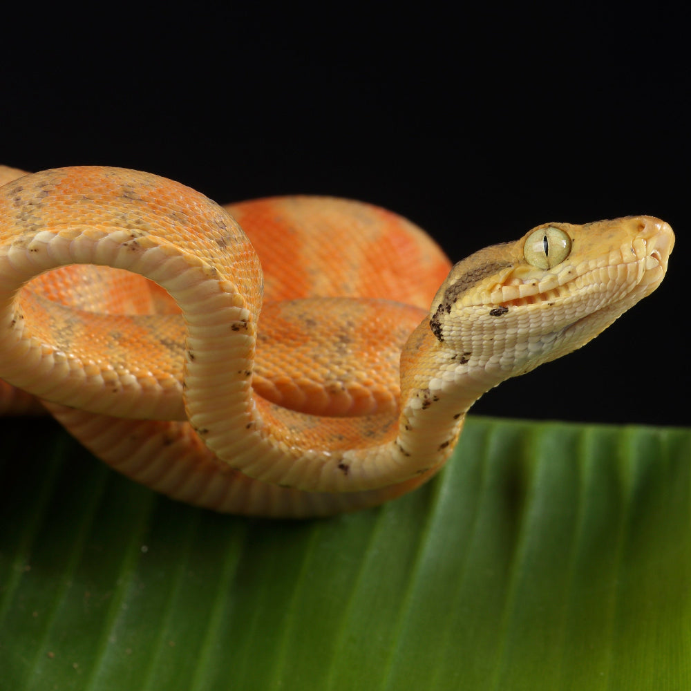A bright orange amazon tree boa coiled over a bright green leaf against a black backdrop