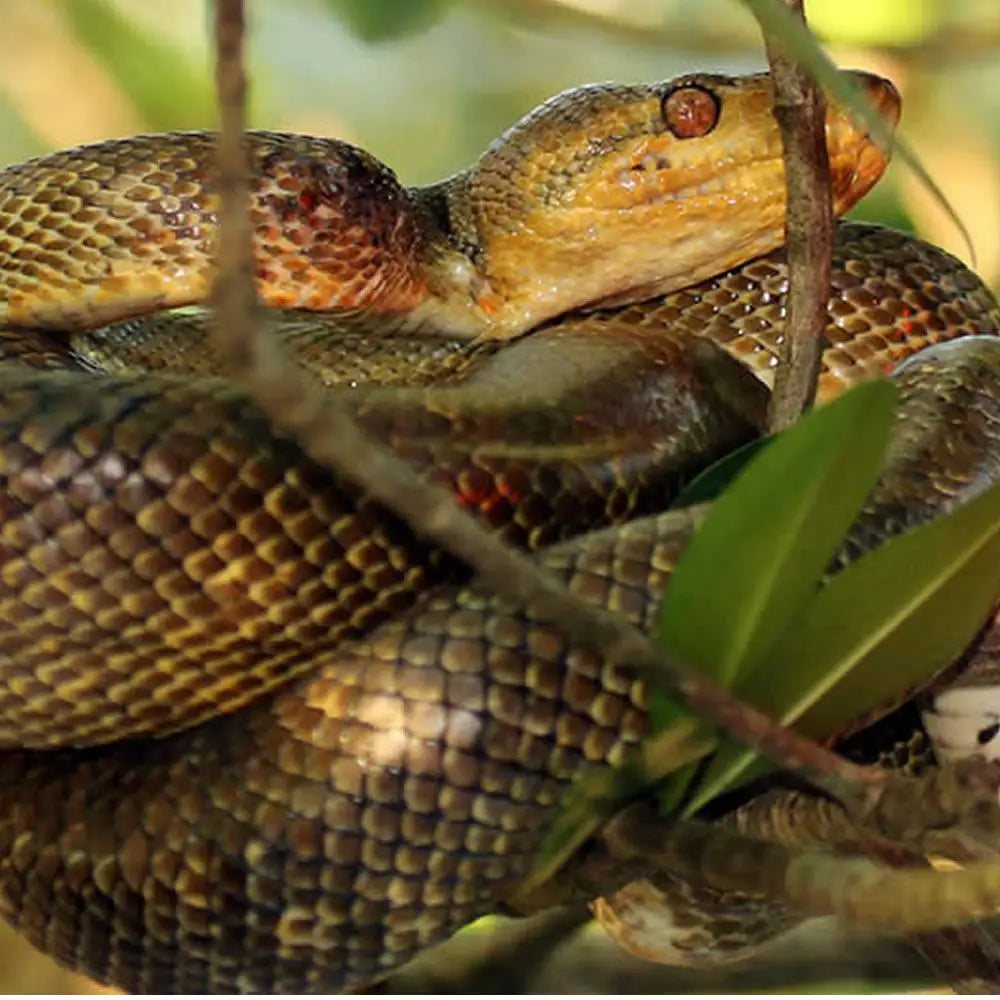 Buy Amazon Tree Boa Setup online