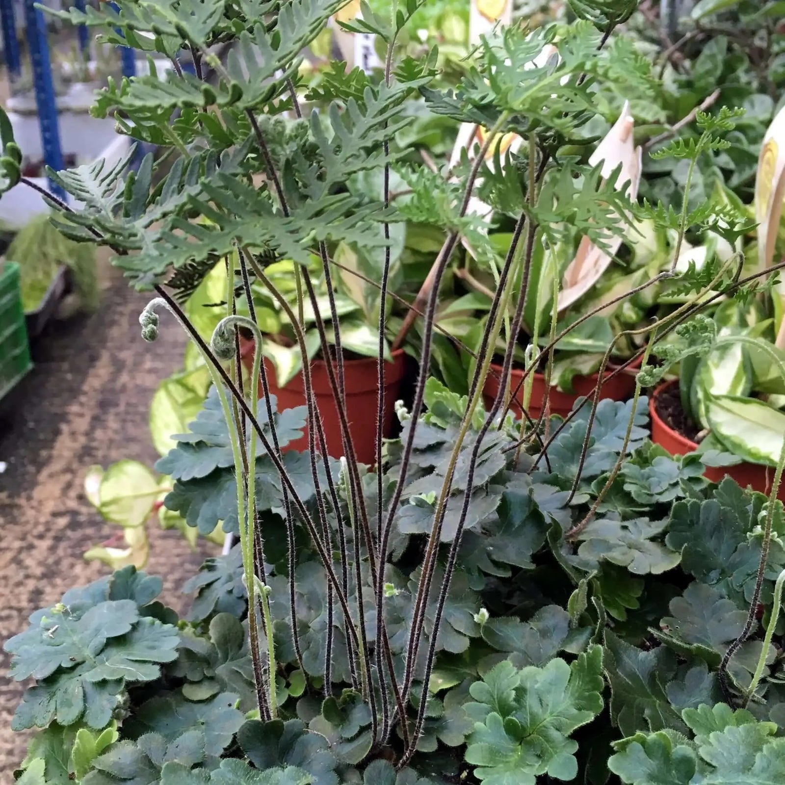 Buy Antenna Fern (Doryopteris cordata) online