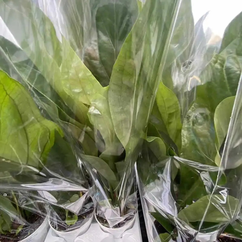 Buy Anthurium 'Jungle Bush' (Anthurium ellipticum) online