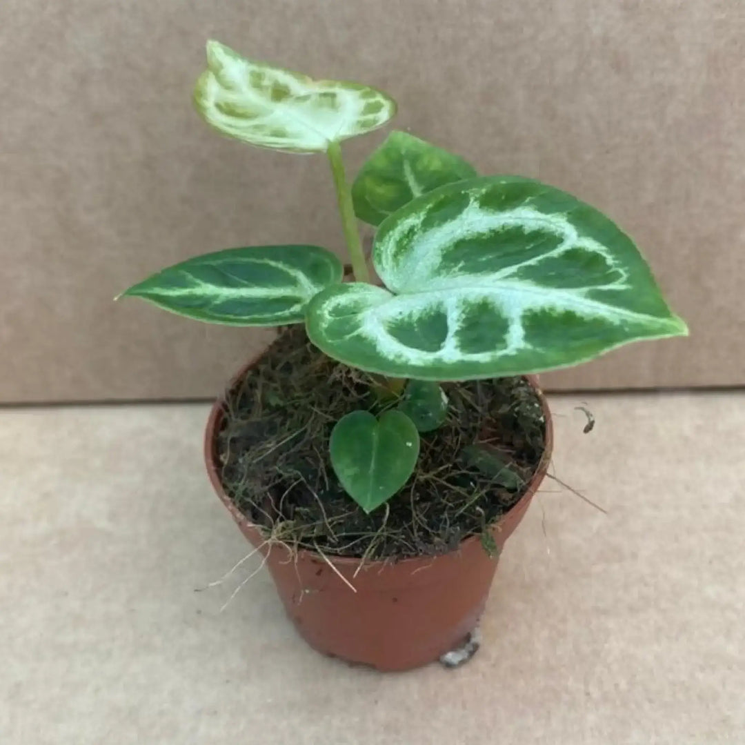 Anthurium ’Silver Blush’ Live Plants