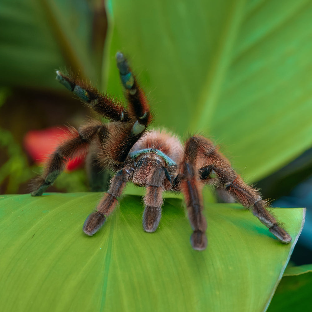 An Antilles pinktoe climbing over a bright green hosta leaf with 2 legs raised.