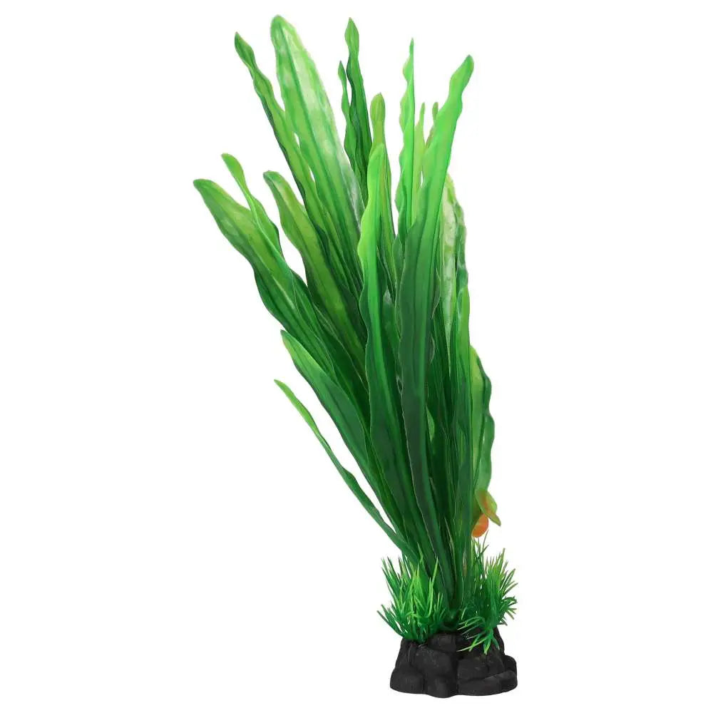 AquaSpectra Amazon Sword Leaf Green