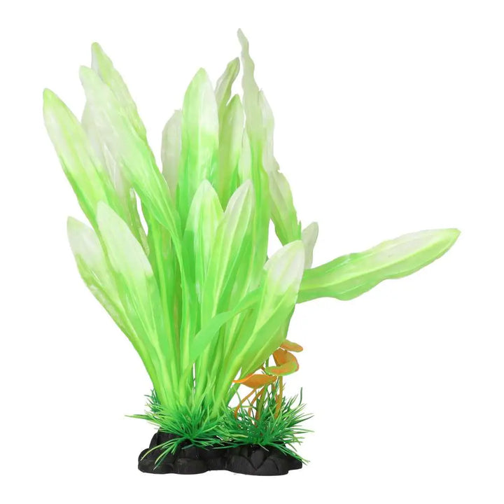 AquaSpectra Amazon Sword Leaf Lime