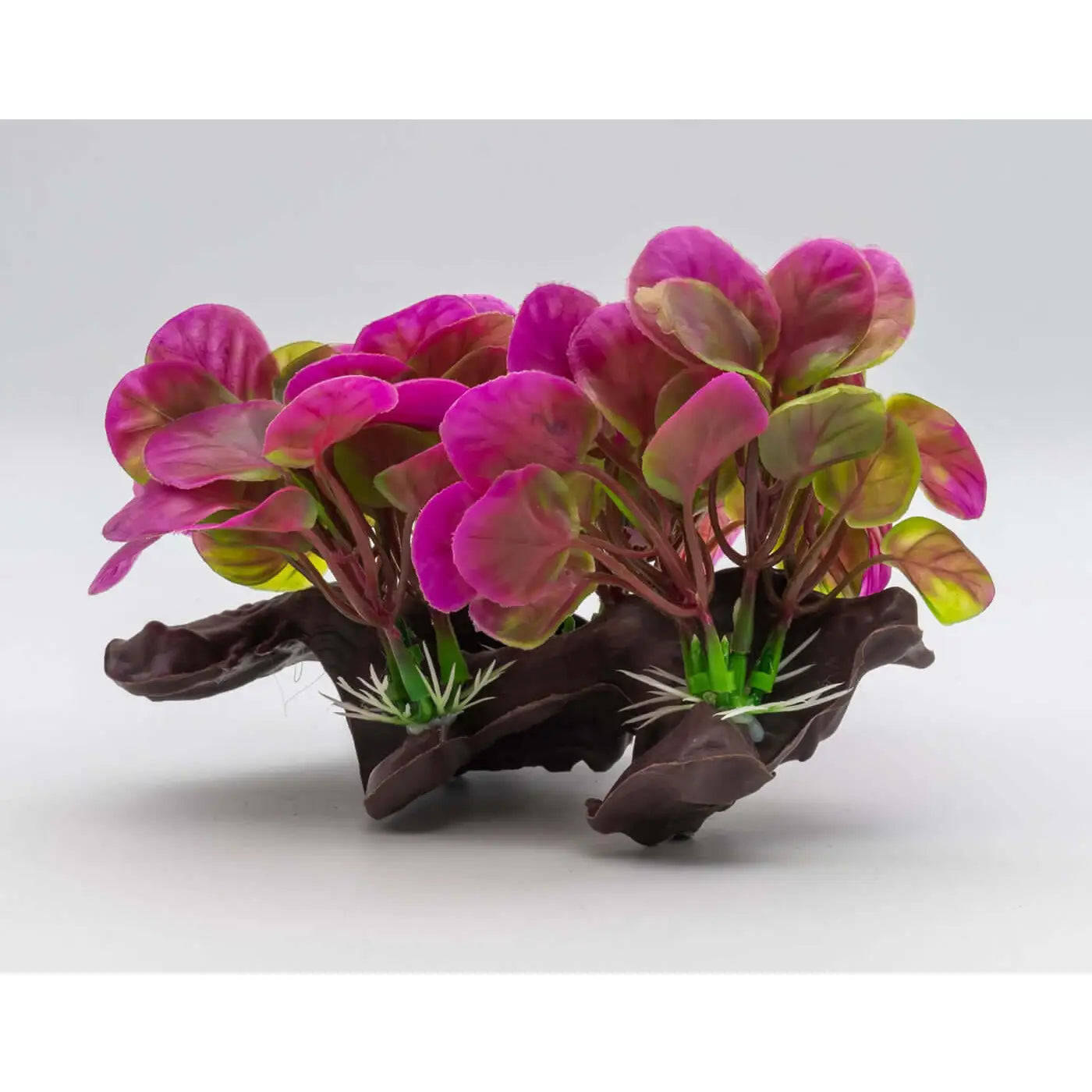Buy AquaSpectra Anubis on Log 18cm online