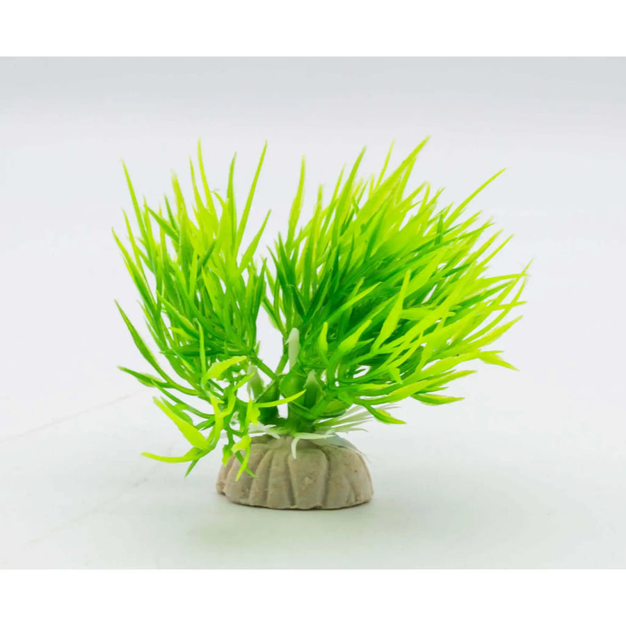 Buy AquaSpectra Eleocharis Plant Green 8cm (1DA239) Online at £12.69 from Reptile Centre
