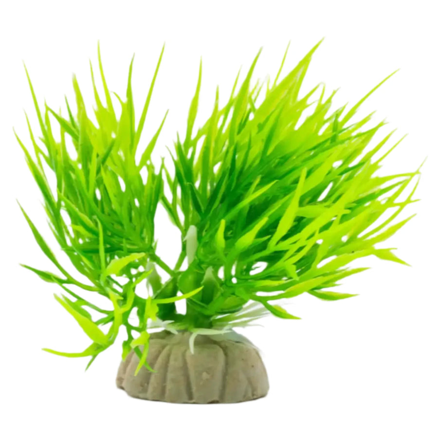 Buy AquaSpectra Eleocharis Plant Green 8cm (1DA239) Online at £12.69 from Reptile Centre