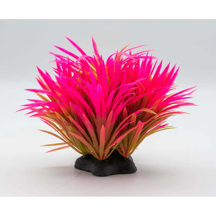 Buy AquaSpectra Helanthium Plant 10cm (1DA242) Online at £1.19 from Reptile Centre