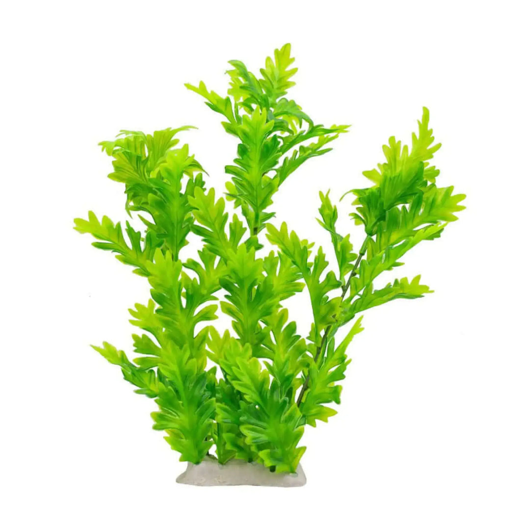 Buy AquaSpectra Hygrophila Plant 30cm (1DA305) Online at £5.19 from Reptile Centre