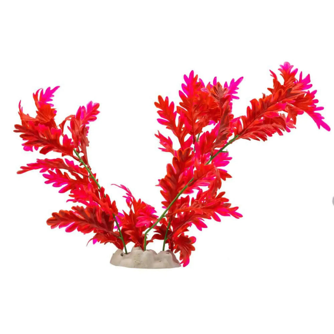 Buy AquaSpectra Hygrophila Plant 30cm (1DA307) Online at £5.19 from Reptile Centre