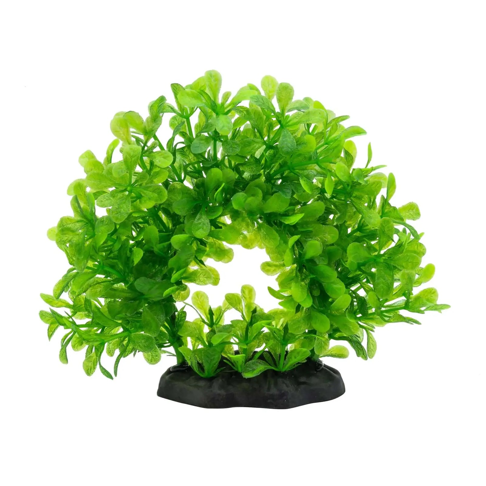 Buy AquaSpectra Lindernia Ring 15cm online