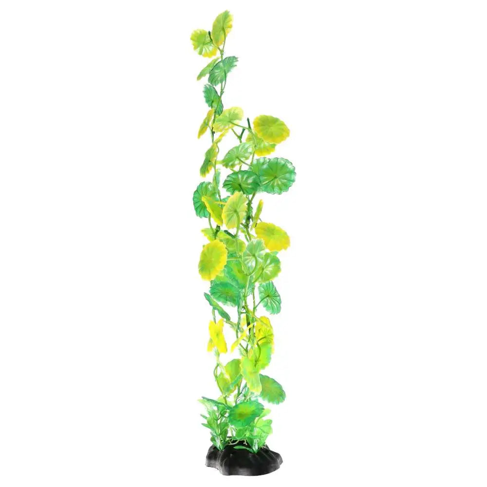 Buy AquaSpectra Moneywort online