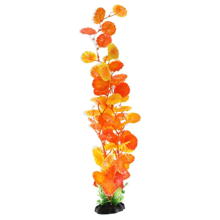 Buy AquaSpectra Moneywort online