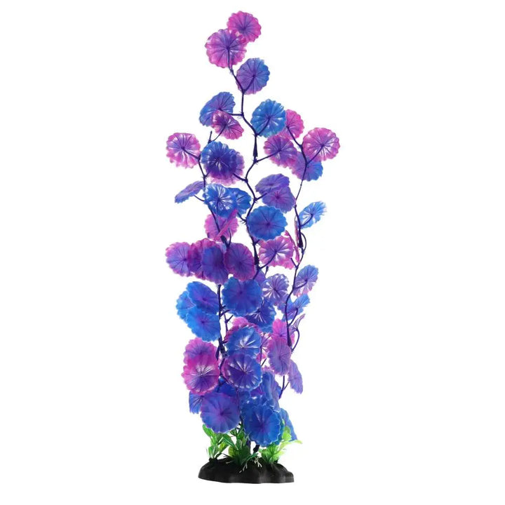 Buy AquaSpectra Moneywort online