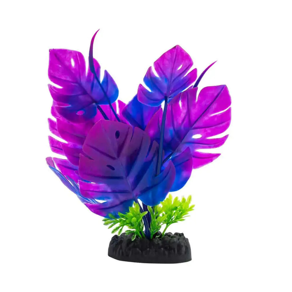 is there a purple monstera plant AquaSpectra Monstera Plant 20cm