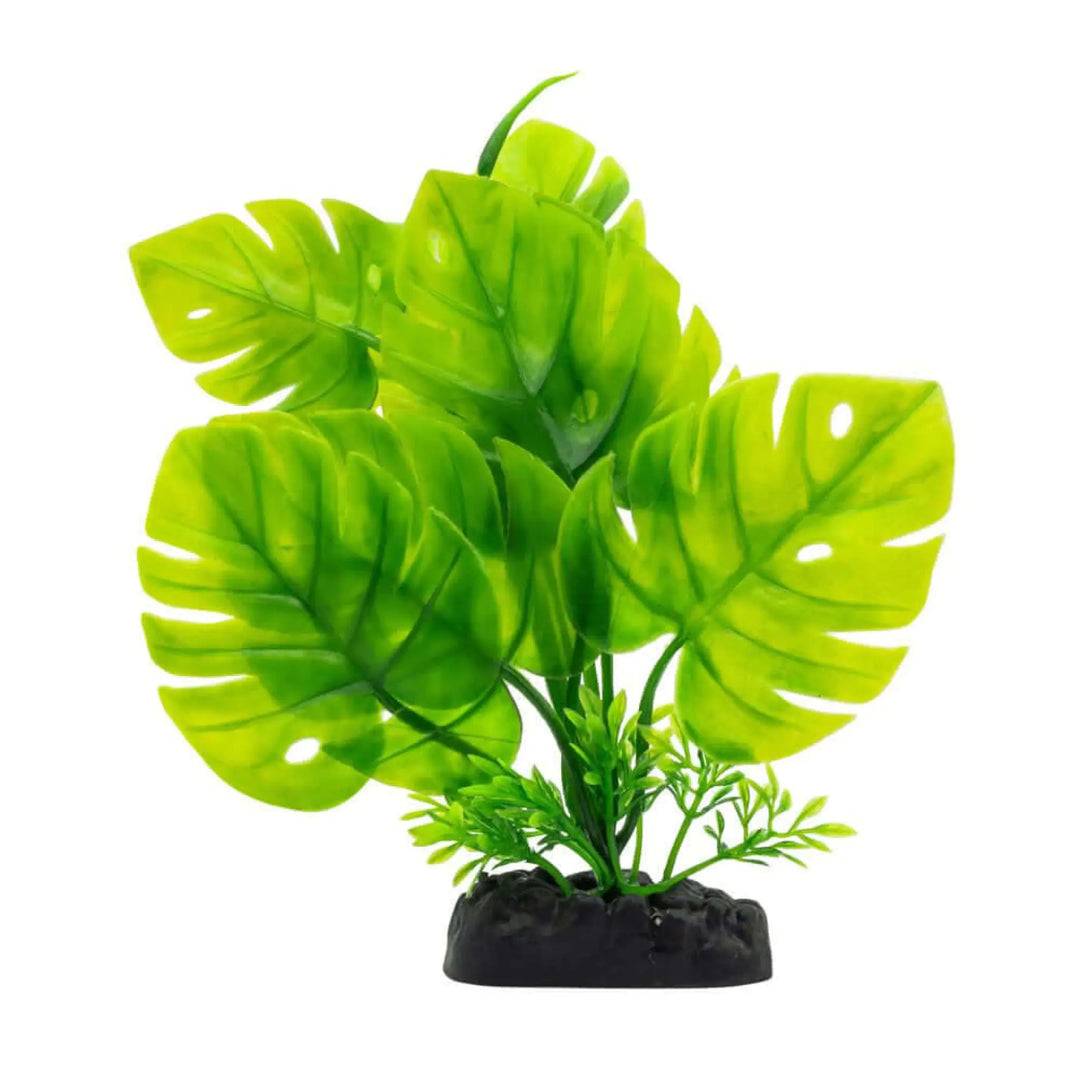 Buy AquaSpectra Monstera Plant 20cm (1DA293) Online at £2.89 from Reptile Centre