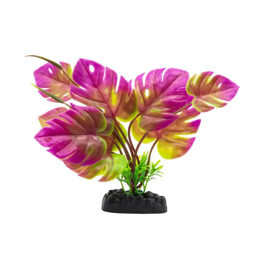 Buy AquaSpectra Monstera Plant 20cm online